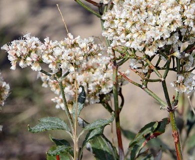 Eriogonum corymbosum