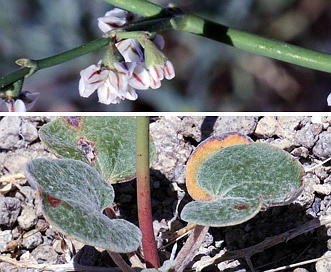 Eriogonum deflexum