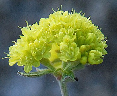 Eriogonum diclinum