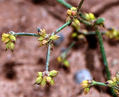 Eriogonum divaricatum