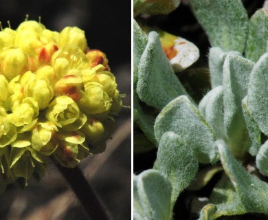 Eriogonum douglasii