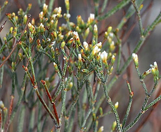 Eriogonum effusum