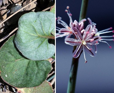 Eriogonum elegans