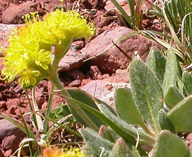 Eriogonum flavum