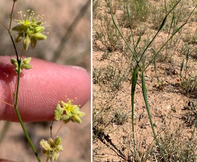 Eriogonum fusiforme
