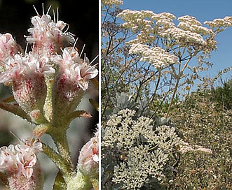 Eriogonum giganteum