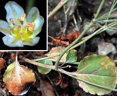 Eriogonum gordonii