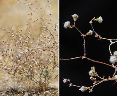 Eriogonum gossypinum