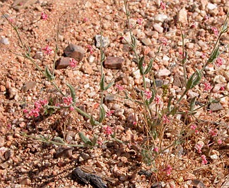 Eriogonum gracillimum