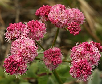 Eriogonum grande