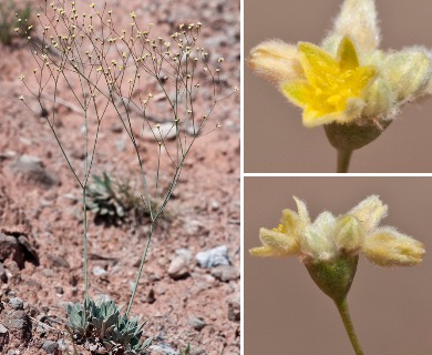 Eriogonum havardii