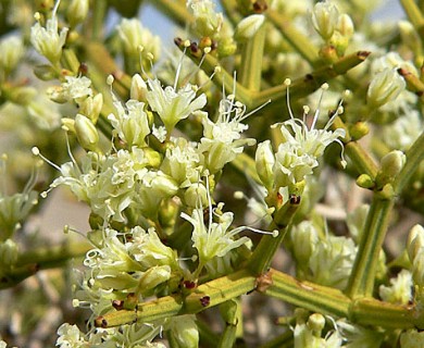 Eriogonum heermannii