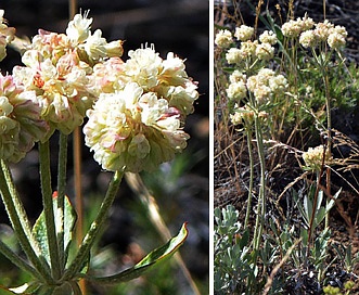 Eriogonum heracleoides