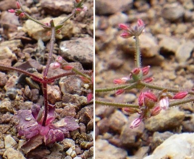 Eriogonum hirtiflorum