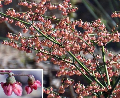 Eriogonum hookeri