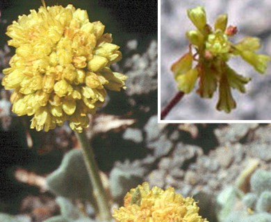 Eriogonum incanum