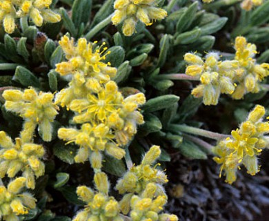 Eriogonum lachnogynum