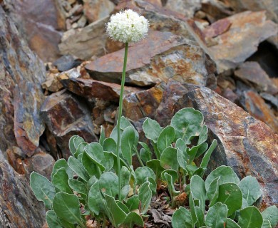 Eriogonum latens