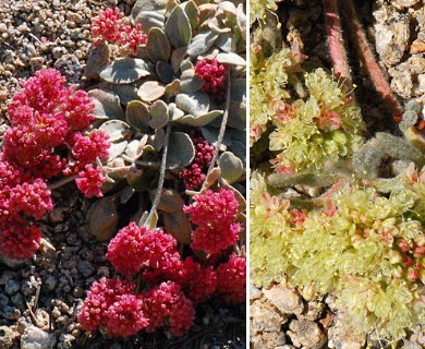 Eriogonum lobbii