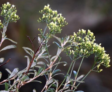 Eriogonum microtheca