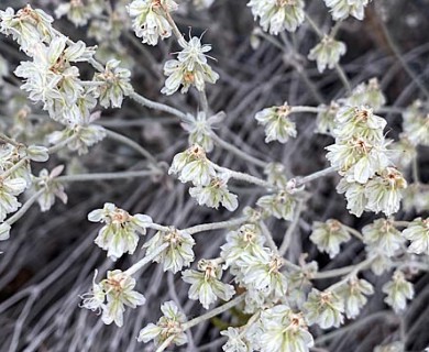 Eriogonum niveum