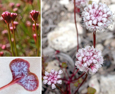 Eriogonum nortonii