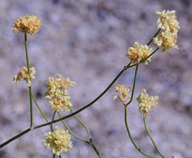 Eriogonum nudum