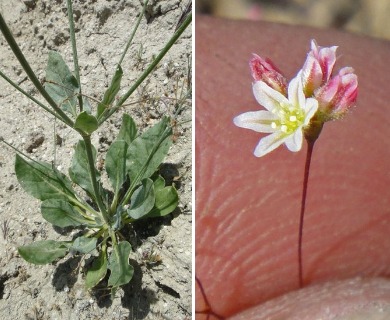 Eriogonum ordii