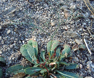 Eriogonum parishii