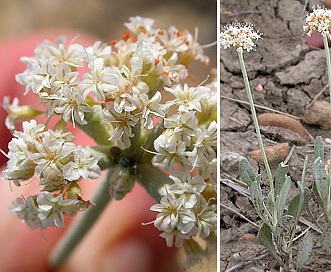 Eriogonum pauciflorum