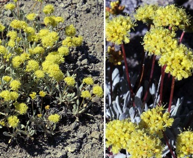 Eriogonum prociduum