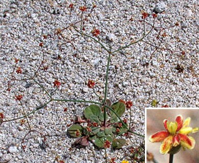 Eriogonum pusillum