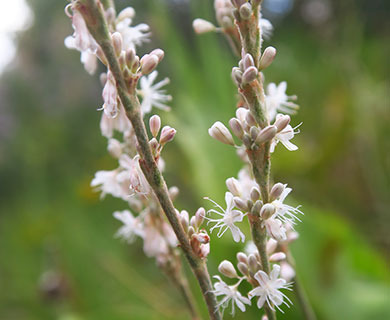 Eriogonum racemosum