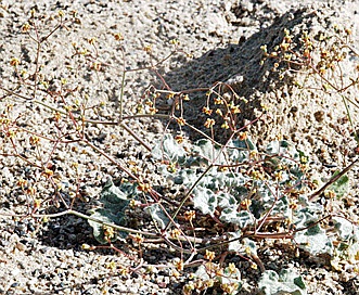 Eriogonum reniforme