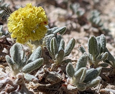 Eriogonum rosense