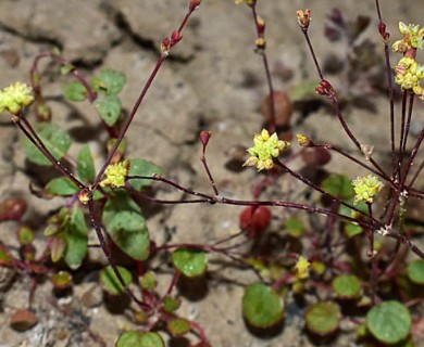 Eriogonum rubricaule