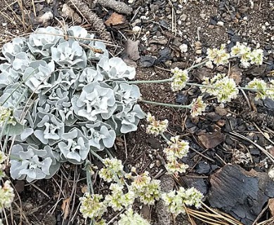 Eriogonum saxatile