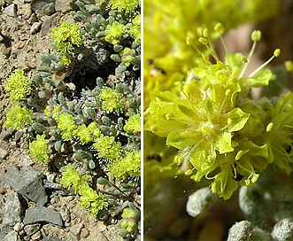 Eriogonum shockleyi