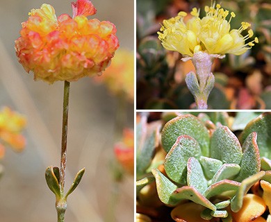 Eriogonum siskiyouense