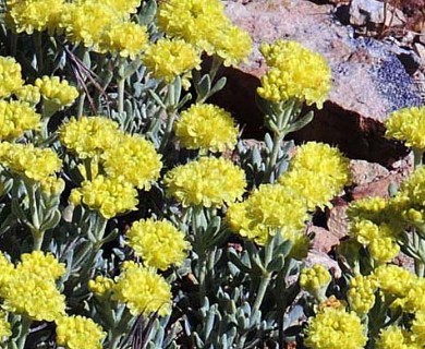 Eriogonum sphaerocephalum