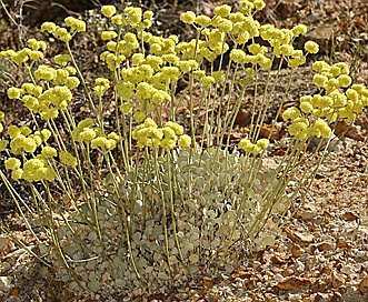 Eriogonum strictum