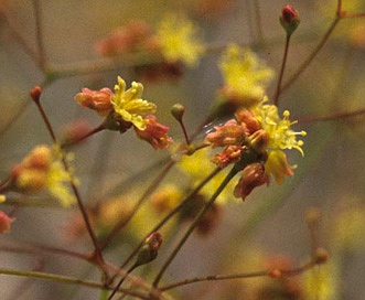 Eriogonum thomasii