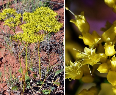 Eriogonum thompsoniae