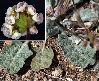 Eriogonum thurberi