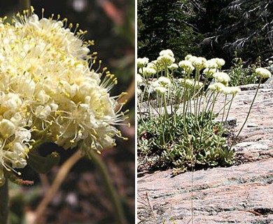 Eriogonum ursinum