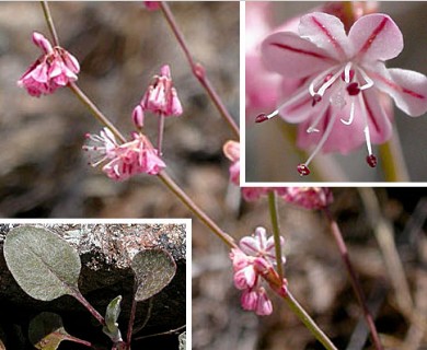 Eriogonum vimineum