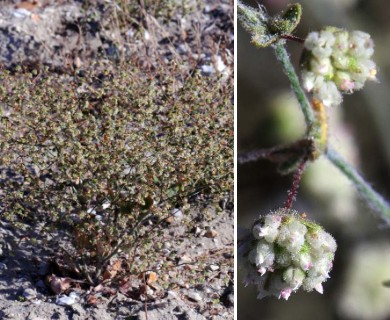 Eriogonum viridescens