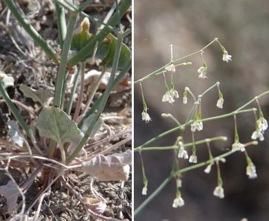 Eriogonum watsonii