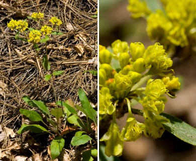 Eriogonum wootonii