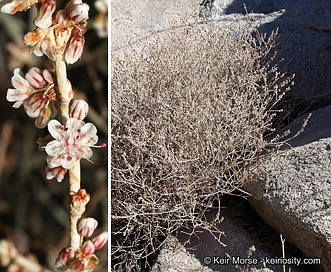 Eriogonum wrightii